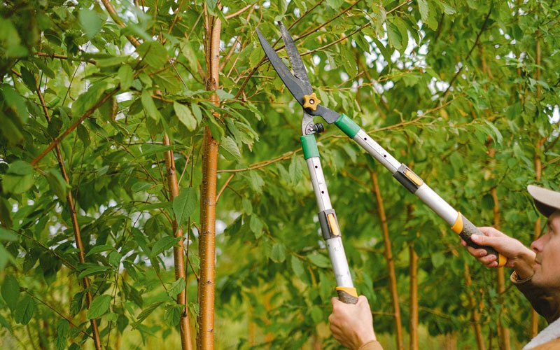 Tree trimming in Fidelity, IL