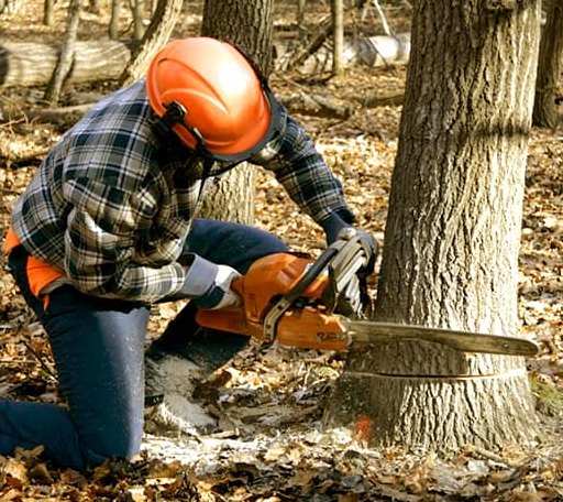 Tree Removal in Fidelity, IL
